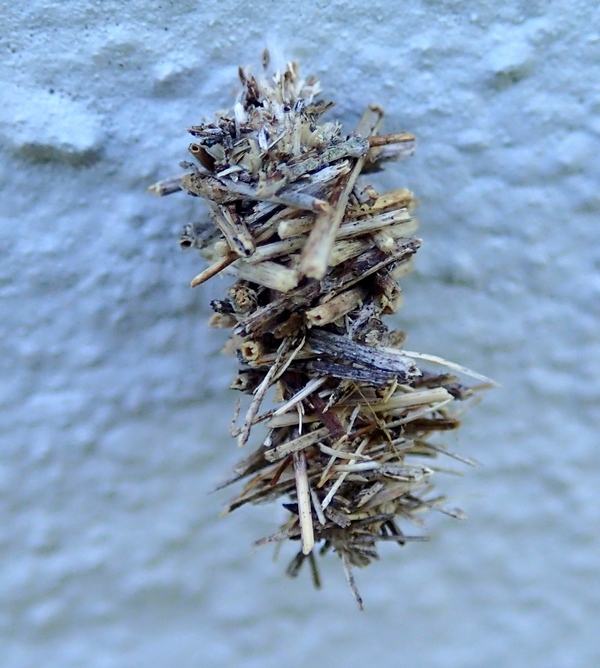 Legnetti che si muovono: larva di Psychidae
